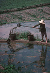 Asia, agriculture, rice, rice growing, rice paddy, rice paddies, rice field, rice fields, paddy, paddies, China, ping xiang.
