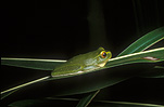 Frog, frogs, goldeye frog, gold eye frogs, tree frog, tree frogs, goldeye tree frog, goldeye tree frogs.