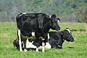Australia, Farming, Farmland, farm, farms, Cow, Cows, animal, animals, cattle, meat industry, meat trade, beef, hereford, herefords, beef cow, beef cows, beef cattle, livestock, comboyne, NSW, New South Wales, Australia, agriculture, rural, rural scene, rural scenes.