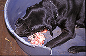 Animal, animals, dog, dogs, labrador, labradors, labrador dog, labrador dogs, pet, pets, domestic, domestic dog, domestic dogs, bone, bones, chew, chews, chewing, eat, eats, eating, animal eating, animals eating, dog eating, dogs eating, PF48,