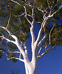 Tree, Trees, Gum tree, Gum trees, eucalyptus, eucalyptus tree, eucalyptus trees, ghost gum, ghost gums, outback, australian outback, outback australia, australia.