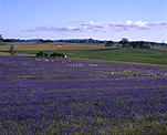 Farming, Farmland, farm, farms, Australia, SA, South Australia, Clare, rural, rural scene, rural scenes, Pattersons Curse, Patersons Curse, Salvation Jane, Echium, Echium plantagineum, sheep, livestock, agriculture.