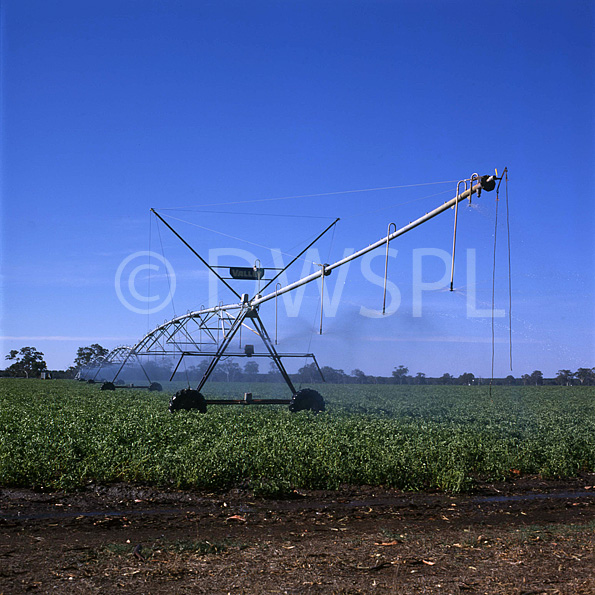 SPRAY IRRIGATION ON POTATO CROP, KOROIT, VICTORIA, AUSTRALIA