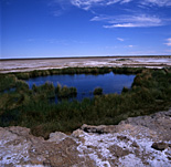 Australia, SA, South Australia, Oodnadatta, Oodnadatta track, bore, bores, artesian, Blanche Cup, Blanche Cup Artesian bore, artesian bore, artesian bores, desert, deserts, vegetation, water, sky, skies, blue sky, blue skies, outback, australian outback, outback australia.