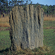 Australia, Australian, Australian desert, Australian deserts, nsect, insects, Arthropod, Arthropods, insecta, termite, termites, termite mound, termite mounds, NT, Northern Territory, Australia, desert, deserts, desert scenes, litchfield, litchfield np, litchfield national park, national park, national parks.