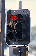 Animal, Animals, Bird, bird, birds, birds nest, birds nests, pigeon, pigeons, nest, nests, traffic light, traffic lights, traffic signal, traffic signals, red, signal, signals, light, lights, traffic, stop, stop sign, stop signs.