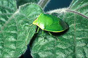 Insect, Insects, Arthropod, Arthropods, insecta, bug, bugs, green, green stink bug, Green stink bugs, Plautia affinis, stink, stink bug, stink bugs, australia, pest, pests, plant pest, plant pests, shield, shield bug, shield bugs, stink, plautia, affinis, plautia affinis, pentatomidae, violet, violets, african violet, african violets, saintpaulia, ionantha, saintpaulia ionantha, bronze orange bug, bronze orange bugs.