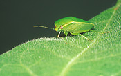 Insect, Insects, Arthropod, Arthropods, insecta, bug, bugs, green stink bug, Green stink bugs, Plautia affinis, stink bug, stink bugs, australia, pest, pests, plant pest, plant pests, shield, shield bug, shield bugs, stink, green, stink, plautia, affinis, plautia affinis, pentatomidae, violet, violets, african violet, african violets, saintpaulia, ionantha, saintpaulia ionantha, bronze orange bug, bronze orange bugs.