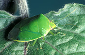 Insect, Insects, Arthropod, Arthropods, insecta, bug, bugs, green stink bug, Green stink bugs, Plautia affinis, stink bug, stink bugs, australia, pest, pests, plant pest, plant pests, shield, shield bug, shield bugs, stink, plautia, affinis, plautia affinis, pentatomidae, violet, stink, green, violets, african violet, african violets, saintpaulia, ionantha, saintpaulia ionantha, bronze orange bug, bronze orange bugs.