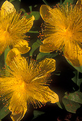 Flower, flowers, guttiferae, aarons beard, yellow, yellow flower, yellow flowers, medicinal, Herb, Herbs, medicinal herb, medicinal herbs, St Johns Wort, wort, worts, Saint Johns Wort, medicinal plant, medicinal plants, hypericum, hypericum perforatum, perforatum, klamath weed, perforate st johns wort.