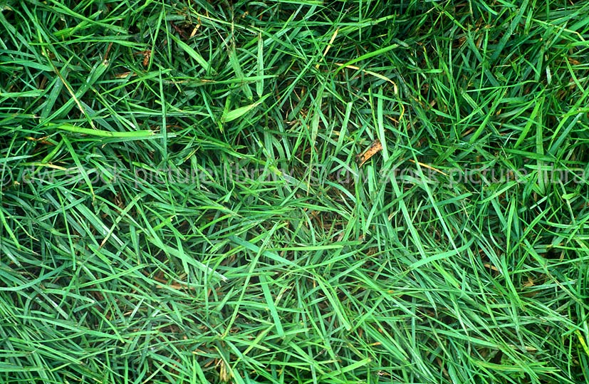 MODERN VARIETIES OF FESCUE GRASSES (FESTUCA SPP.) ARE USED FOR HIGH