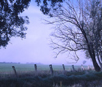 Australia, New South Wales, Albury, rural, rural scene, rural scenes, farming, farm land, farming land, fence, fences, mist, mists, misty, tree, trees.