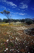 Australia, Australian, Australian desert, Australian deserts, australia, northern territory, nt, peterman, peterman ranges, desert, deserts, desert scenes, great victoria, great victoria desert, outback, australian outback, outback australia, flower, flowers, wildflower, wildflowers.