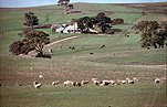 Farming, Farmland, farm, farms, rural, rural scene, rural scenes, livestock, animal, animals, sheep, meat industry, meat trade, grazing, Australia, South Australia, SA.