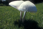 Fungi, fungus, toadstool, toadstools, parasol mushroom, parasol mushrooms, parasol, parasol toadstool, parasol toadstools, macroletpiota, procera, macrolepiota procera, lawn, lawns.