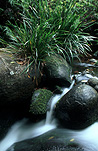 Australia, New South Wales, Washpool, Washpool NP, Washpool national park, national parks, coombadjha, creek, creeks, stream, streams, water, Coombadjha creek, waterfall, waterfalls, water, running water, rock, rocks, rainforest, rainforests.