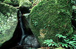 Australia, New South Wales, Washpool, Washpool National Park, Washpool NP, Rainforest, Rainforests, forest, forests, rock, rocks, moss, waterfall, waterfalls, creek, creeks, stream, streams, water.
