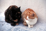 Animal, Animals, cat, cats, domestic cat, domestic cats, pet, pets, santorini, greece.