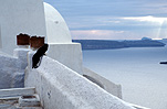 Greece, Europe, Southern Aegean, Southern Aegean region, coast, coasts, coastline, coastlines, Santorini, house, houses, architecture, cat, cats.