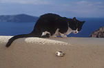 Animal, animals, felis, felis catus, feline, felines, mammal, mammals, placental mammal, placental mammals, cat, cats, carnivore, carnivores, carnivora, felidae, pet, pets, domestic animal, domestic animals, domestic cat, domestic cats, Greece, Europe, Santorini, wall, walls.