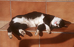 Animal, animals, felis, felis catus, feline, felines, shadow, shadows, mammal, mammals, placental mammal, placental mammals, cat, cats, carnivore, carnivores, carnivora, felidae, pet, pets, domestic animal, domestic animals, domestic cat, domestic cats, step, steps, Greece, Europe, Santorini.