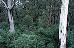 Australia, New South Wales, torrington, torrington state recreation, torrington state recreation area, tree, trees, eucalypt, eucalypts, eucalyptus, eucalyptus tree, eucalyptus trees, gum tree, gum trees, forest, forests, wood, woods.