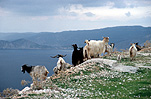 Greece, Europe, Southern Aegean, Southern Aegean region, kefallonia, Kefalonia, Cephalonia, ionian, ionian islands, eptanese islands, goat, goats, animal, animals, mountain goat, mountain goats, ionian, ionian islands, cephalonia, kefalonia, eptanese islands, coast, coasts, coastline, coastlines.
