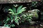 Australia, New South Wales, NSW, Washpool, Washpool NP, Washpool National Park, Rainforest, Rainforests, forest, forests, bridge, bridges, fern, ferns.