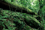 Australia, New South Wales, Washpool, Washpool NP, National Park, National Parks, Washpool national park, rainforest, rainforests, forest, forests, tree, trees, moss.