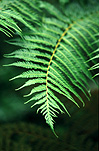 Australia, New South Wales, National Parks, border ranges, great dividing range, Border Ranges National Park, Border Ranges NP, fern, ferns, green, rainforest, rainforests, forest, forests, culcita, dubia, bracken, soft bracken, rainbow fern, rainbow ferns.