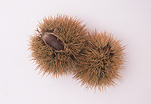 Nut, Nuts, Chestnut, Chestnuts, Food, Aesculus, sweet chestnut, sweet chestnuts, April Gold, Agriculture.