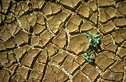 Climate, weather, drought, drought scene, drought scenes, seedling, seedlings, vegetation, drought scenes, mud, cracked mud, dried mud, crack, cracks, cracked, cracking.