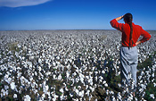 Rural, Rural Scene, Rural Scenes, Farming, Farmland, farm, farms, Agriculture, crop, crops, cotton, cotton crop, cotton crops, cotton farming, cotton industry, cotton field, cotton fields, cotton crop, cotton growing, cotton belt, cotton belts, crops, rural, rural scene, rural scenes, people, woman, women, female, females, nsw, new South Wales, Australia, wee waa.