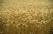 Australia, Sa, South australia, rural, rural scene, rural scenes.