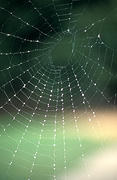 Spider, Spiders, Arachnid, Arachnids, web, webs, spider web, cobweb, cobwebs, spider webs, spiderweb, spiderwebs, spider-webs, spider-webs, Araneae, Arachnida,