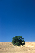 Australia, SA, South Australia, rural, rural scene, rural scenes, tree, trees, field, fields, tree, trees, crop, crops.