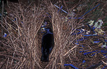 Animal, Animals, Bird, Birds, Bowerbird, bowerbirds, bower bird, Bower birds, satin bowerbird, satin bowerbirds, satin bower bird, satin bower birds, Ptilonorhynchus, ptilonorhynchus violaceus.