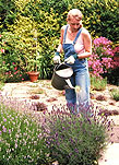 Garden, Gardens, Gardening, woman gardening, people gardening, watering, glove, gloves, gardening gloves, watering can, watering cans, people, woman, women, female, females, lavender, lavandula, AM04,