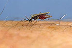 Insect, insects, mozzie, mozzies, mosquito, mosquitos, mosquitoes, diptera, Culicidae, malaria, malaria mosquito, malaria mosquitoes, malaria mosquitoes, blood, skin, human skin, human.