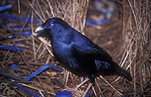 Animal, Animals, Bird, Birds, Bowerbird, bowerbirds, bower bird, Bower birds, satin bowerbird, satin bowerbirds, satin bower bird, satin bower birds, Ptilonorhynchus, ptilonorhynchus violaceus.