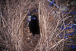 Animal, Animals, Bird, Birds, Bowerbird, bowerbirds, bower bird, Bower birds, satin bowerbird, satin bowerbirds, satin bower bird, satin bower birds, Ptilonorhynchus, ptilonorhynchus violaceus.