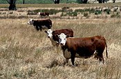 Farming, Farmland, farm, farms, Agriculture, livestock, animal, animals, cattle, meat industry, meat trade, cow, cows, calf, calves, baby animal, baby animals, young animal, young animals, hereford, herefords, hereford cattle, hereford cow, hereford cows, beef cattle, australia, sa, south australia.