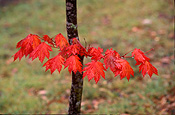 Australia, tree, trees, autumn, autumn foliage, autumn scene, autumn scenes.