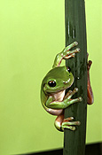 Frog, green tree frog, frogs, amphibians, amphibia, tree frog, tree frogs, green tree frogs, litoria, litoria caerulea, Australian frogs.