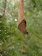 Australia, spider, spiders, arachnid, arachnids, web, webs, spider web, spider webs, leaf curl, leaf curl spider, leaf curl spiders, leaf curling, leaf curling spider, leaf curling spiders, phonongnatha, leaf, leaves, phonognatha, orb-weaver, orb-weavers, orb-weaving spider, orb-weaving spiders.