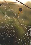 Spider, spiders, arachnid, arachnids, web, webs, spider web, cobweb, cobwebs, spider webs, araneus, araneus diadematus, morning, morning dew.