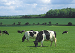 Farming, Farmland, farm, farms, agriculture, animal, animals, cattle, meat industry, meat trade, cow, cows, dairy cow, dairy cows, dairy cattle, friesian cow, friesian cows, friesian, friesians, friesian dairy cow, friesian dairy cows, friesian cattle, graze, grazes, grazing, cow grazing, cows grazing, cattle grazing, animals grazing, rural, rural scene, rural scenes, dairy farm, dairy farms, dairy farming.