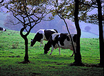 Farming, Farmland, farm, farms, agriculture, animal, animals, cattle, meat industry, meat trade, cow, cows, dairy cow, dairy cows, dairy cattle, friesian cow, friesian cows, friesian cattle, friesian, friesian dairy cow, friesian dairy cows, graze, grazes, grazing, cow grazing, cows grazing, cattle grazing, animals grazing, tree, trees, dairy farm, dairy farms, dairy farming.