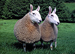 Farming, Farmland, farm, farms, agriculture, animal, animals, sheep, meat industry, meat trade, border leicester, border leicester sheep, ewe, ewes, ram, rams, livestock, TWIN, TWINS.