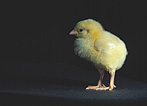 Agriculture, chicken, chickens, chick, chicks, young animal, young animals, baby animal, baby animals, leghorn, leghorns, leghorn chicken, leghorn chickets, easter, hen, hens, poultry, easter scene, easter scenes.